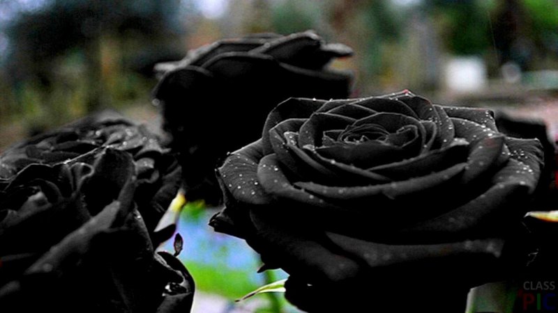 Три черные розы и дом на холме. Часть 3