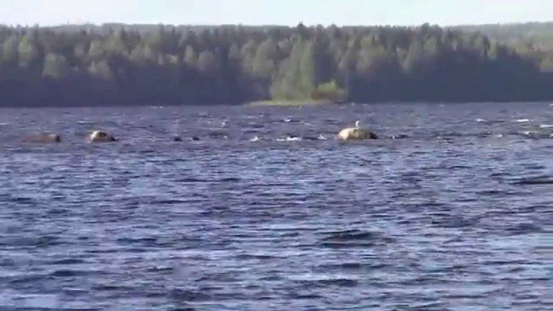 Где в России встретить озерное чудовище