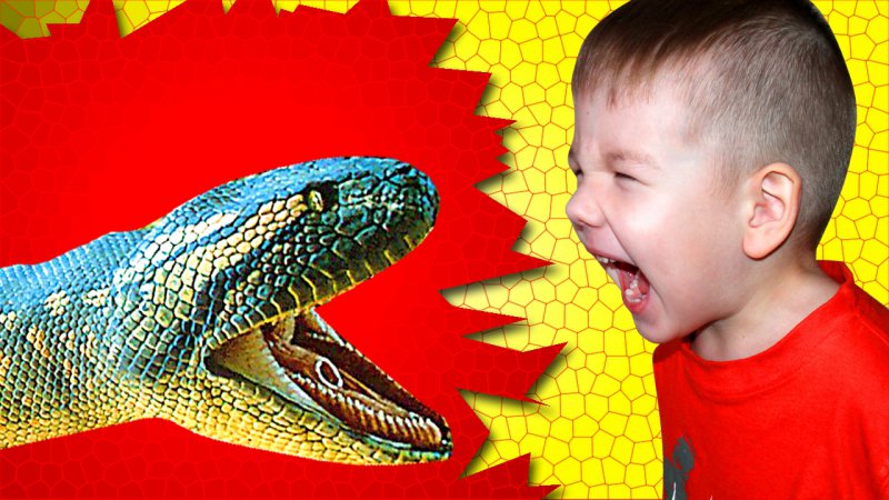 Малыш напал на ядовитую змею.