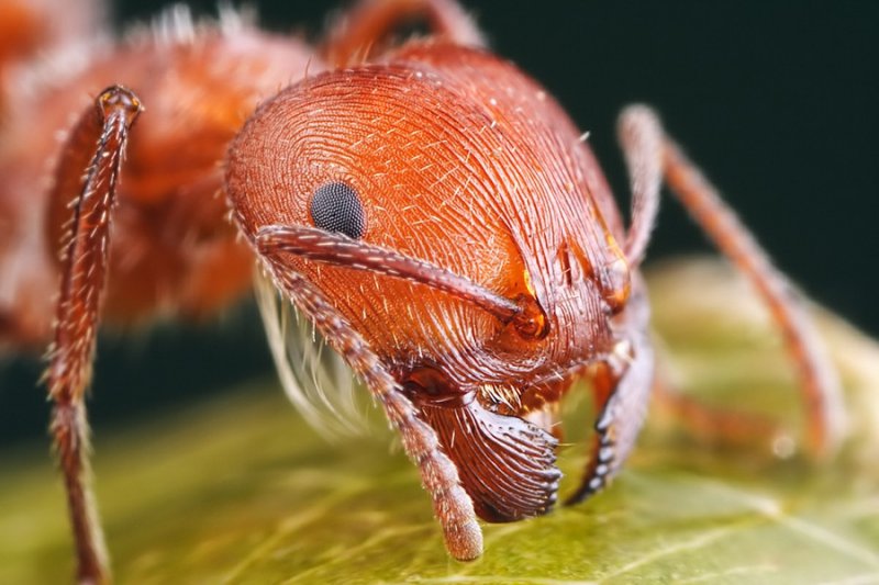 Ужас - муравьи убийцы