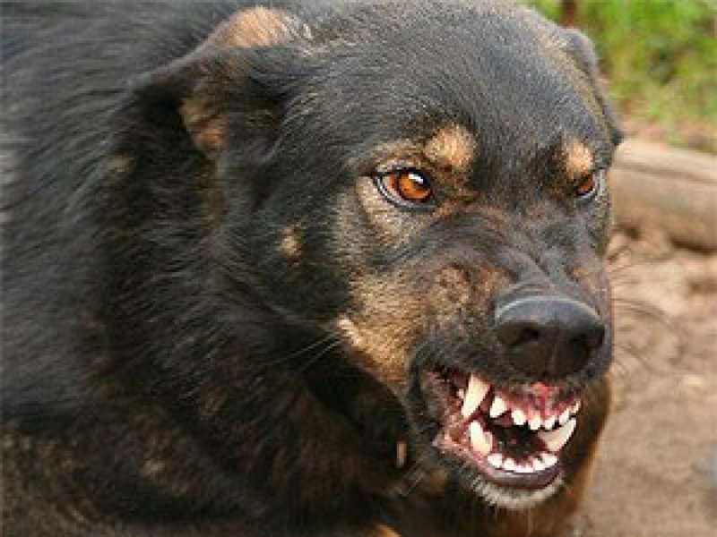 Черная собака  Нападение